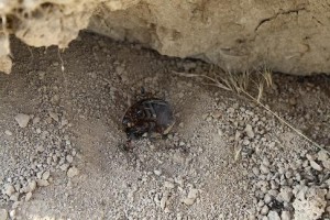 Scarab