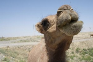 Camel