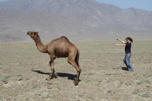 Chasing Camels