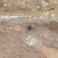 Spider Ant hybrid