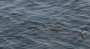 Caspian Sea Snake in Turkmenbasy
