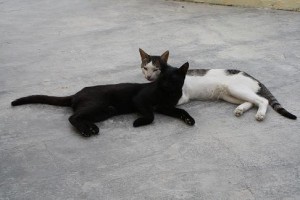 Black and White