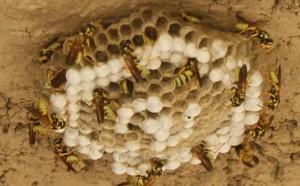 Bees!