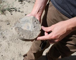 Possible Fossiled Dinosaur Egg in Merche, Turkmenistan