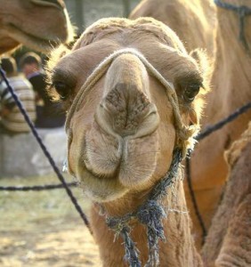 Camels
