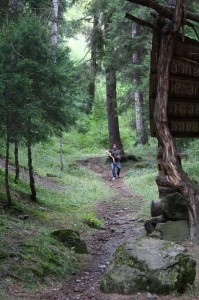 Collecting Wood