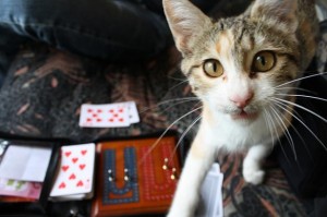 Cribbage Mate