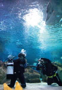 blue zoo dive