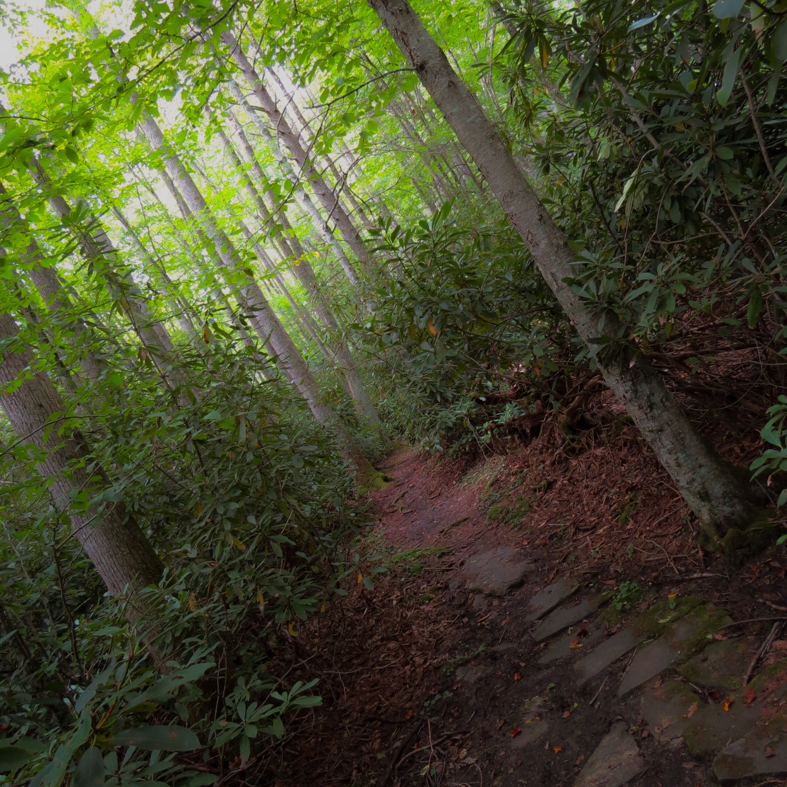 Bulgarian Woods